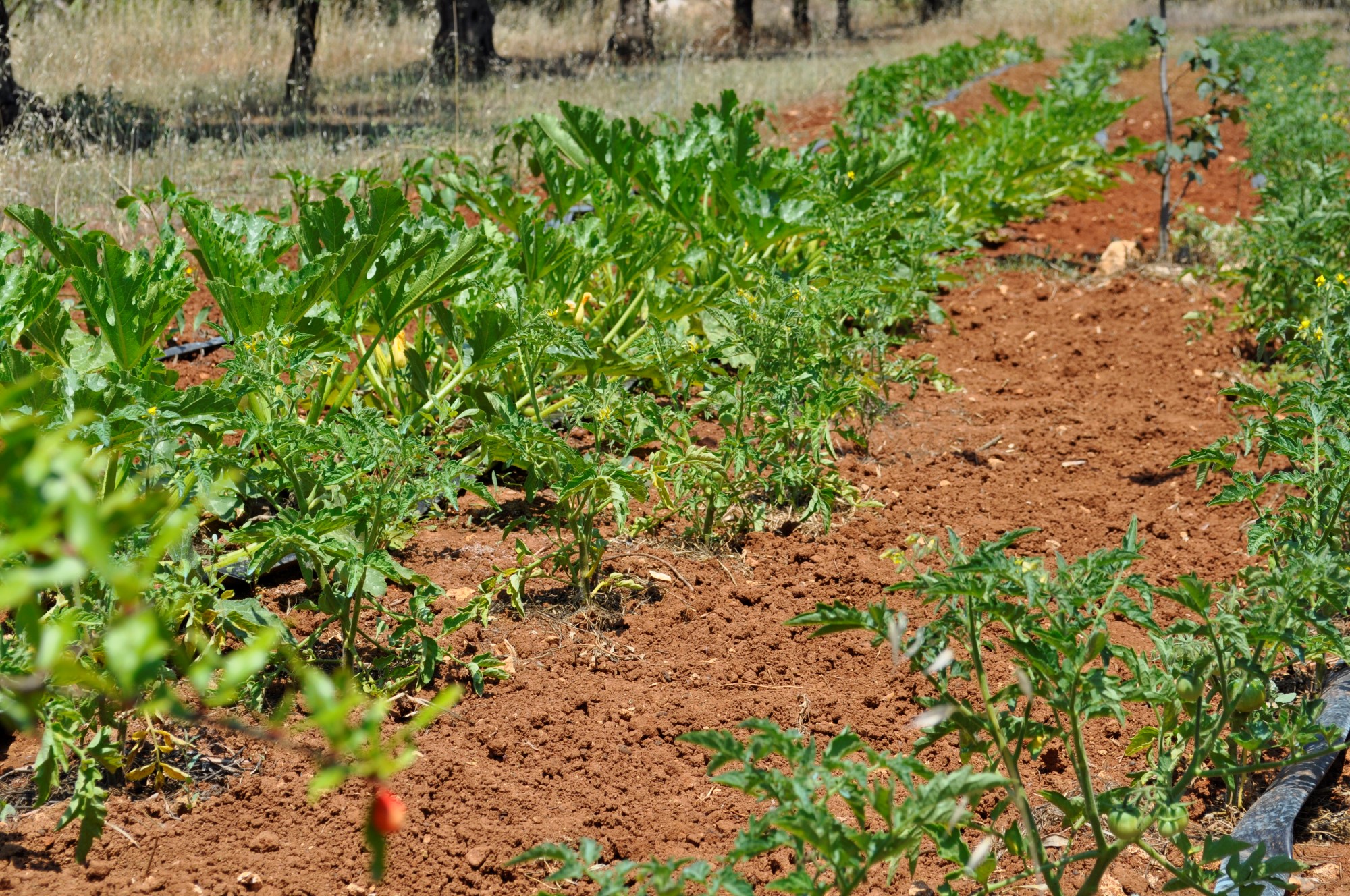 orto-agricamepggio-salento-terra-di-moro