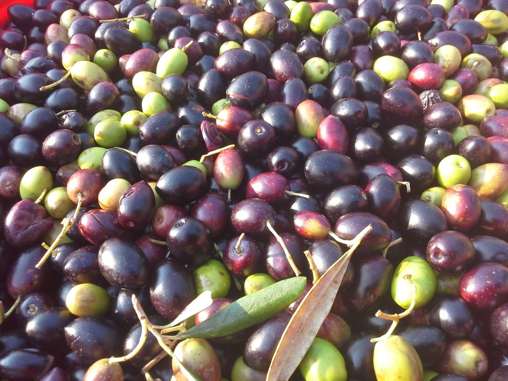 olive-terra-di-moro-salento-agricampeggio